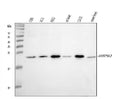 Anti-Heat shock protein beta-2 HSPB2 Antibody Picoband®