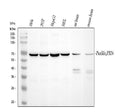 Anti-Paxillin/PXN Antibody Picoband®