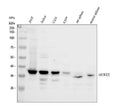 Anti-Aurora B/AURKB Antibody Picoband®