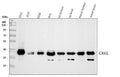 Anti-Crk-like protein CrkL Antibody Picoband®