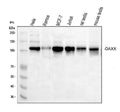 Anti-Daxx Antibody Picoband®