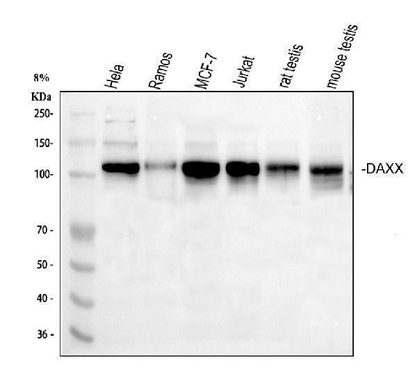 Anti-Daxx Antibody Picoband®