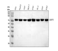 Anti-Hsp70/HSPA1A/HSPA1B Antibody Picoband®
