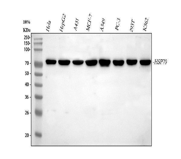 Anti-Hsp70/HSPA1A/HSPA1B Antibody Picoband®