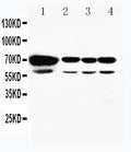 Anti-HSPA2 Antibody Picoband®