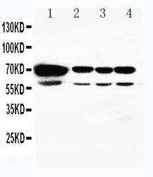 Anti-HSPA2 Antibody Picoband®
