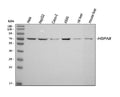 Anti-Hsc70/HSPA8 Antibody Picoband®