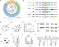 Anti-Interferon regulatory factor 3 IRF3 Antibody Picoband®