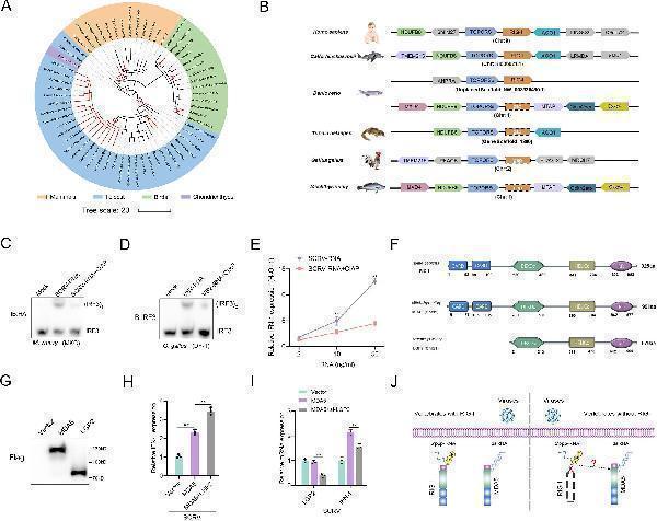 Anti-Interferon regulatory factor 3 IRF3 Antibody Picoband®