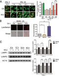 Anti-LAMP1 Antibody Picoband®