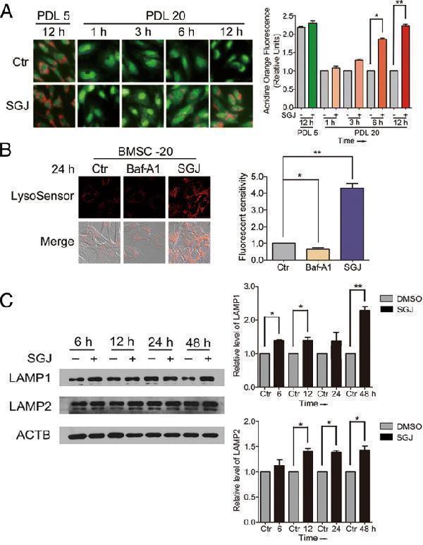 Anti-LAMP1 Antibody Picoband®