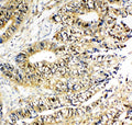 Anti-NME2 Antibody Picoband®