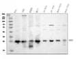 Anti-Peroxiredoxin 3/PRDX3 Antibody Picoband®