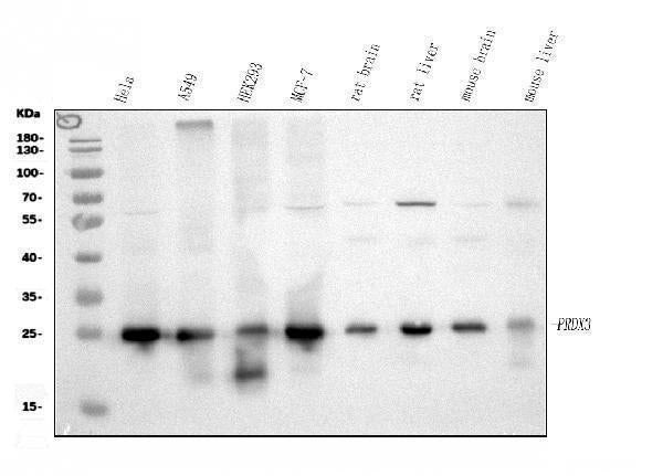 Anti-Peroxiredoxin 3/PRDX3 Antibody Picoband®