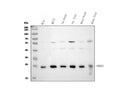 Anti-Peroxiredoxin 3/PRDX3 Antibody Picoband®