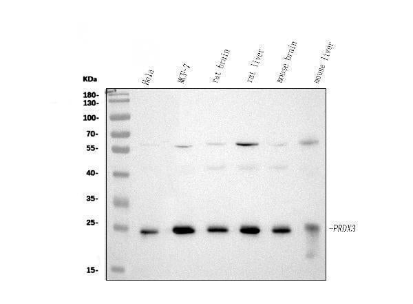 Anti-Peroxiredoxin 3/PRDX3 Antibody Picoband®