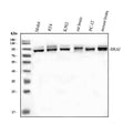 Anti-B Raf/BRAF Antibody Picoband®