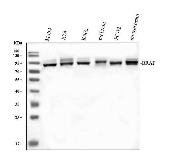 Anti-B Raf/BRAF Antibody Picoband®