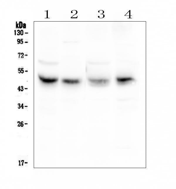 Anti-Coxsackie Adenovirus Receptor/CXADR Antibody Picoband®