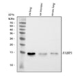 Anti-Fatty Acid Binding Protein 5/FABP5 Antibody Picoband®