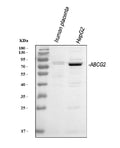 Anti-BCRP/ABCG2 Antibody Picoband®
