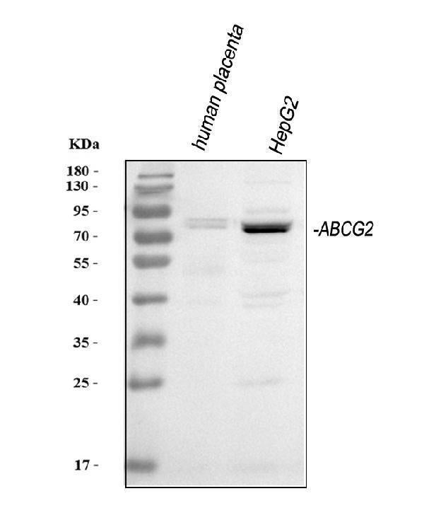 Anti-BCRP/ABCG2 Antibody Picoband®