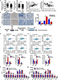 Anti-CD163 Antibody Picoband®