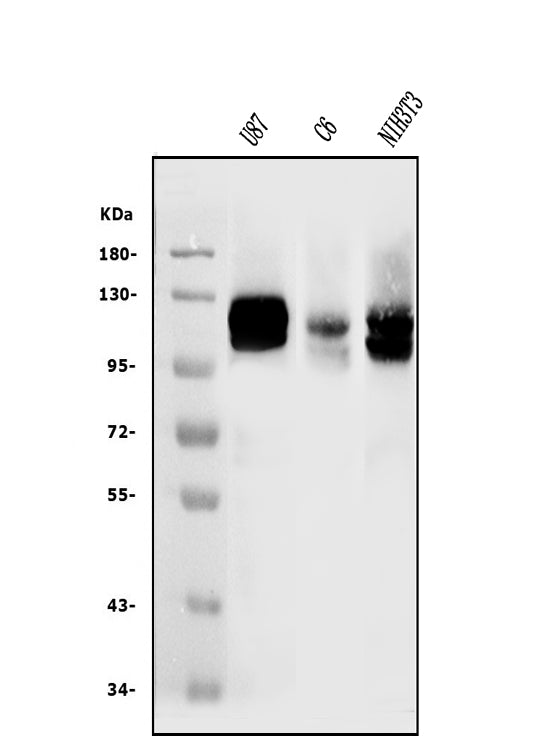 Anti-DDR2 Antibody Picoband®