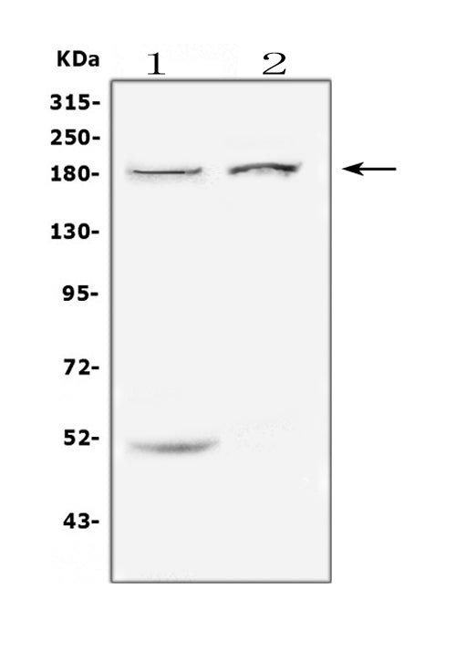 Anti-ErbB 3/ERBB3 Antibody Picoband®