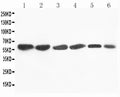 Anti-Flavin containing monooxygenase 4/FMO4 Antibody Picoband®