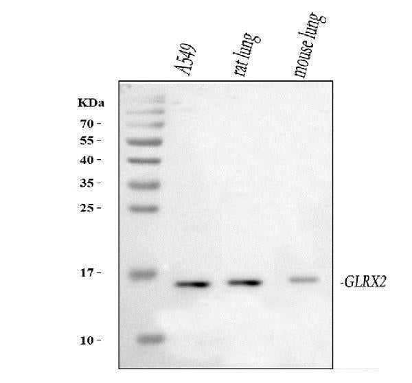 Anti-Glutaredoxin 2/GLRX2 Antibody Picoband®