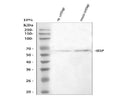 Anti-Bone Sialoprotein/IBSP Antibody Picoband®