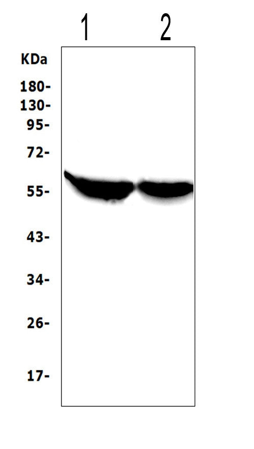 Anti-Cytochrome P450 2E1/CYP2E1 Antibody Picoband®
