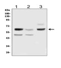 Anti-Delta-like protein 3 DLL3 Antibody Picoband®