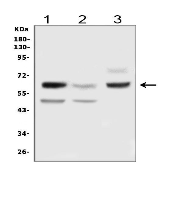 Anti-Delta-like protein 3 DLL3 Antibody Picoband®