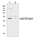 Anti-Flt3 ligand/FLT3LG Antibody Picoband®
