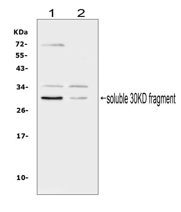 Anti-Flt3 ligand/FLT3LG Antibody Picoband®