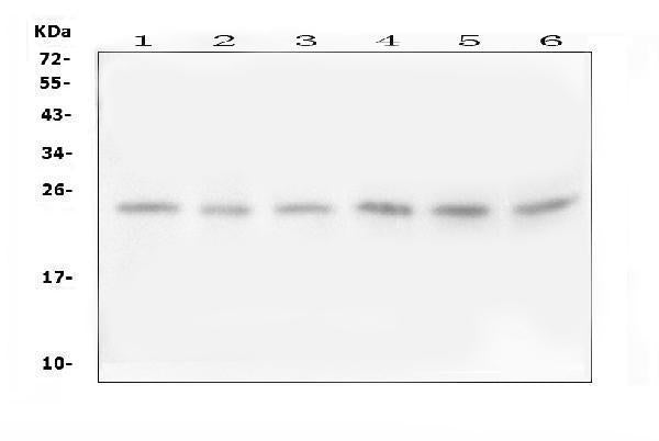 Anti-Follistatin-related protein 3 FSTL3 Antibody Picoband®