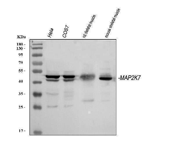 Anti-MEK7/MAP2K7 Antibody Picoband®