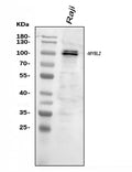 Anti-B MyB/MYBL2 Antibody Picoband®