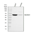Anti-NOXA1 Antibody Picoband®
