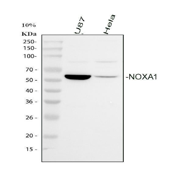 Anti-NOXA1 Antibody Picoband®