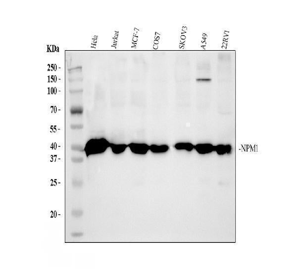 Anti-Nucleophosmin/NPM1 Antibody Picoband®