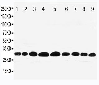 Anti-Prohibitin/PHB Antibody Picoband®