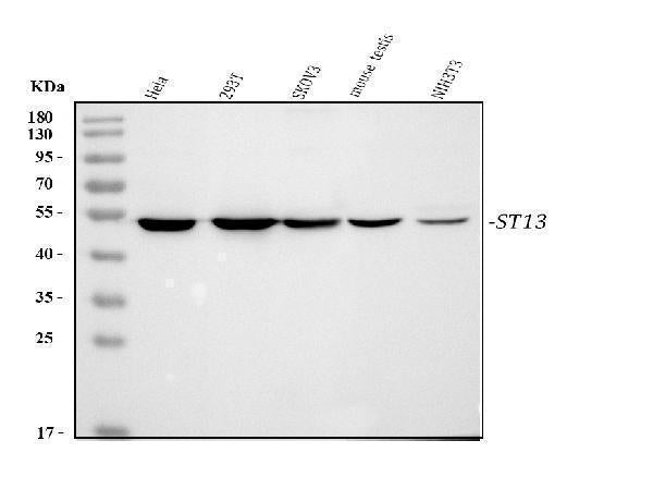 Anti-HSC70 Interacting Protein HIP/ST13 Antibody Picoband®