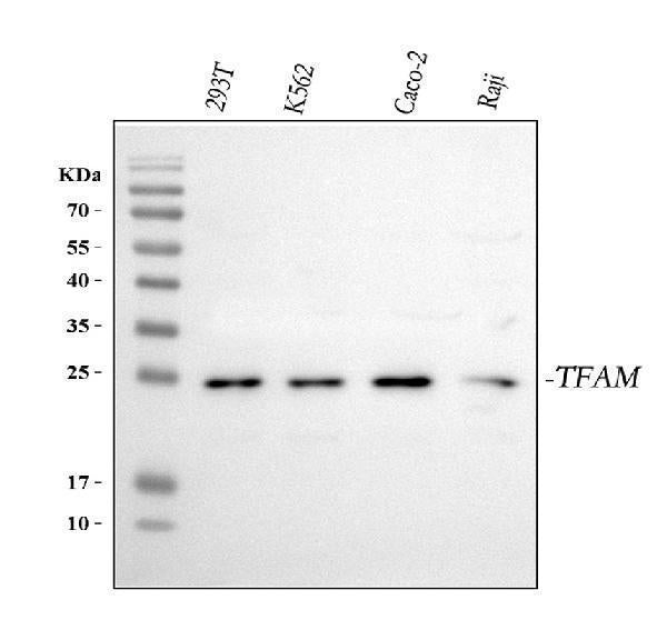 Anti-mtTFA/TFAM Antibody Picoband®