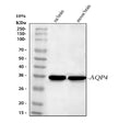 Anti-Aquaporin 4/AQP4 Antibody Picoband®