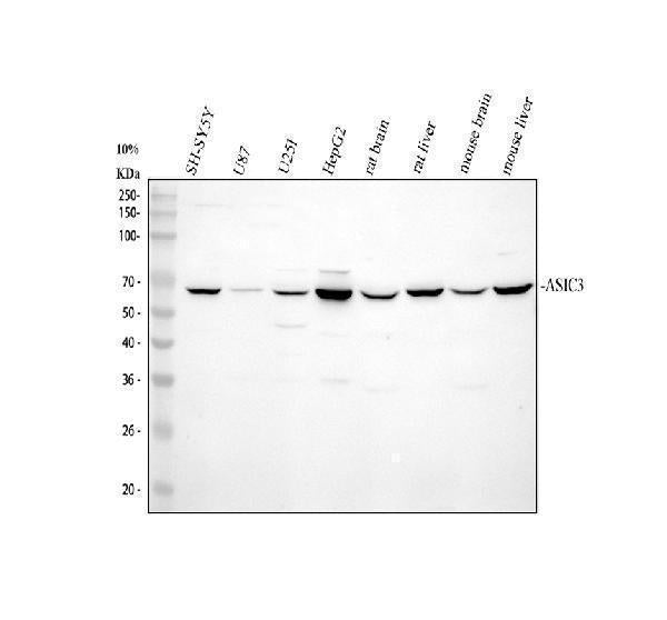 Anti-Acid-sensing ion channel 3 ASIC3 Antibody Picoband®