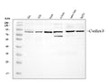 Anti-Cullin 3/CUL3 Antibody Picoband®