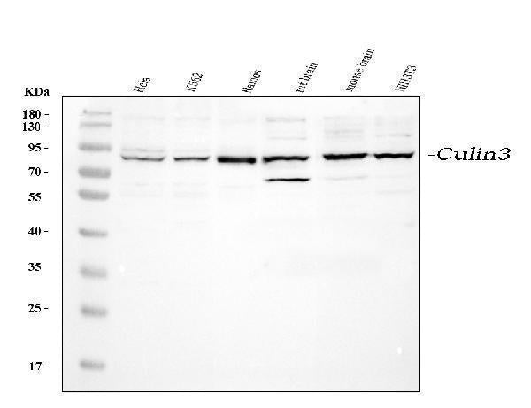 Anti-Cullin 3/CUL3 Antibody Picoband®